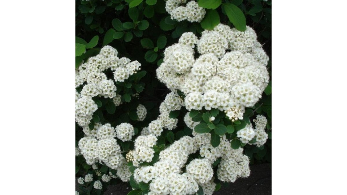 Спирея albiflora