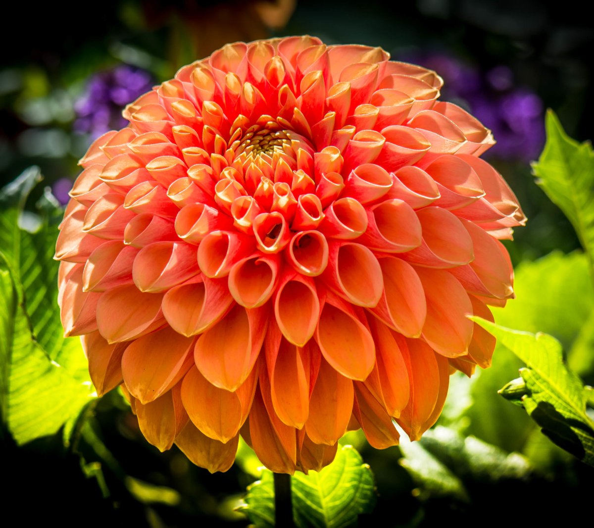 Dahlia Jocondo