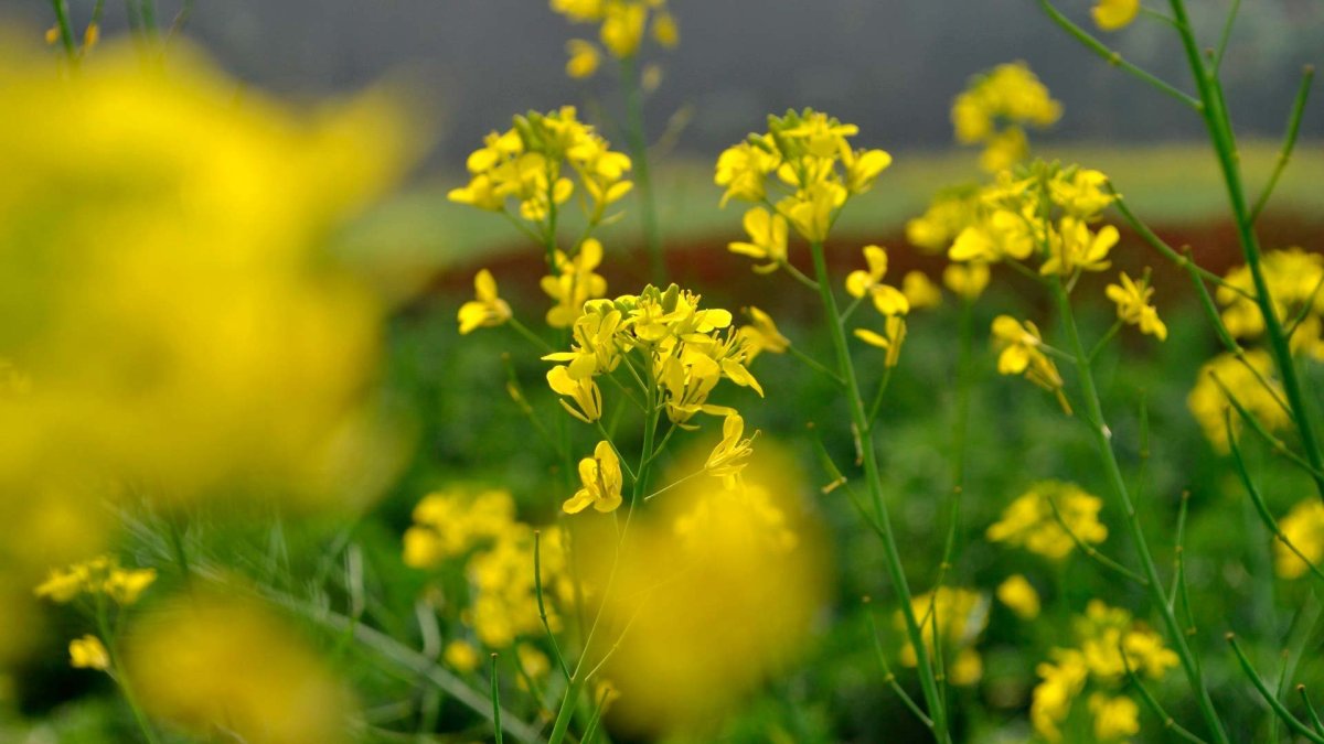 Полевые цветы с мелкими желтыми цветочками