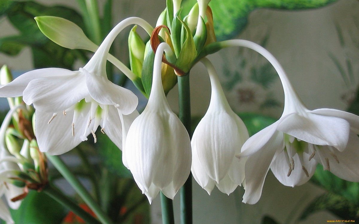 Луковичное растение с белыми цветами