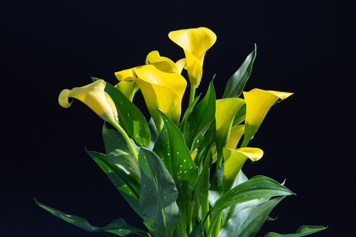 Желтые каллы цветы