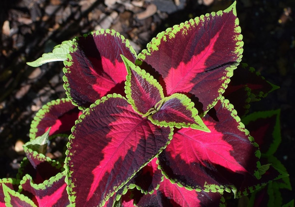 Колеус Coleus Juliet Quartermain