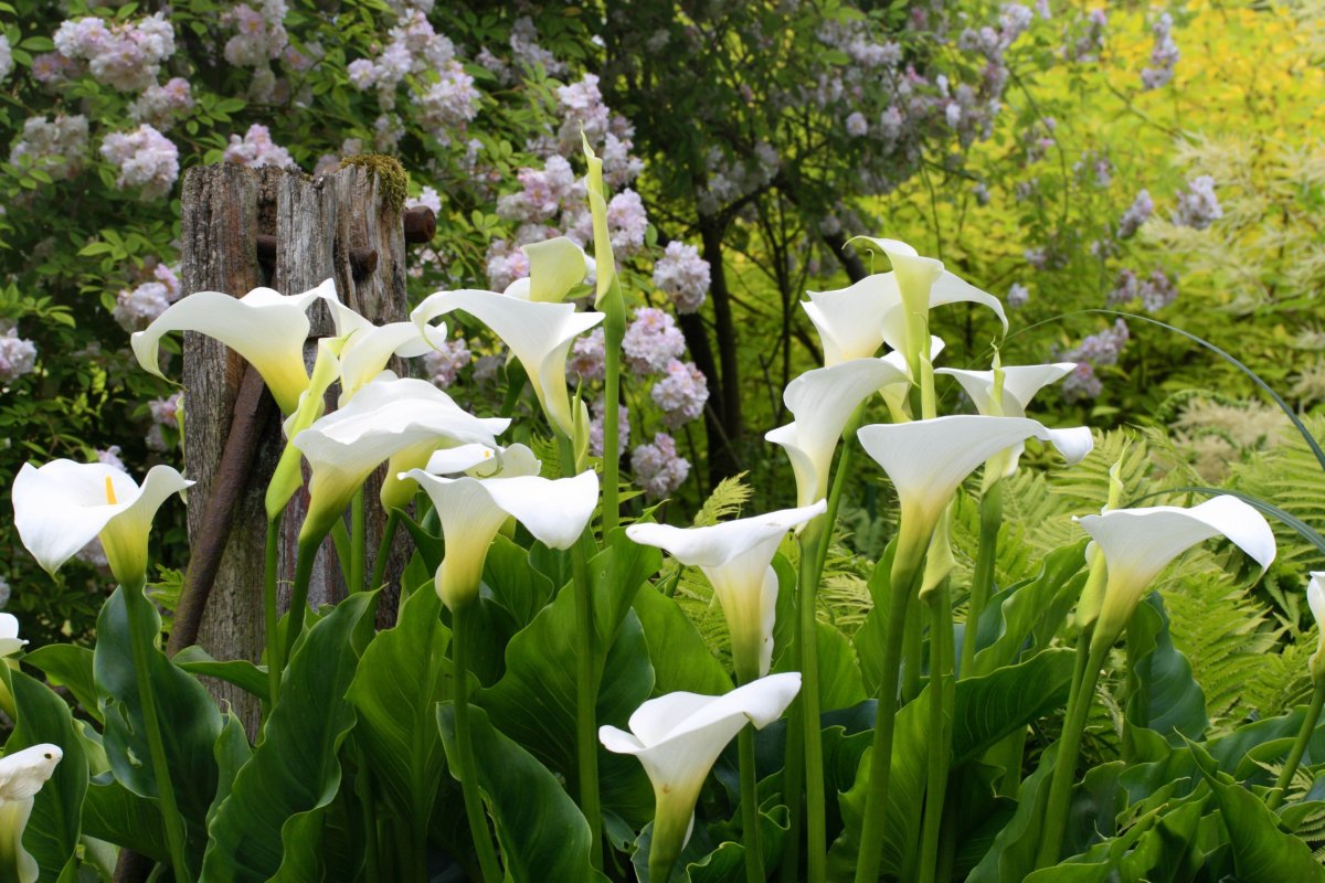 Zantedeschia aethiopica