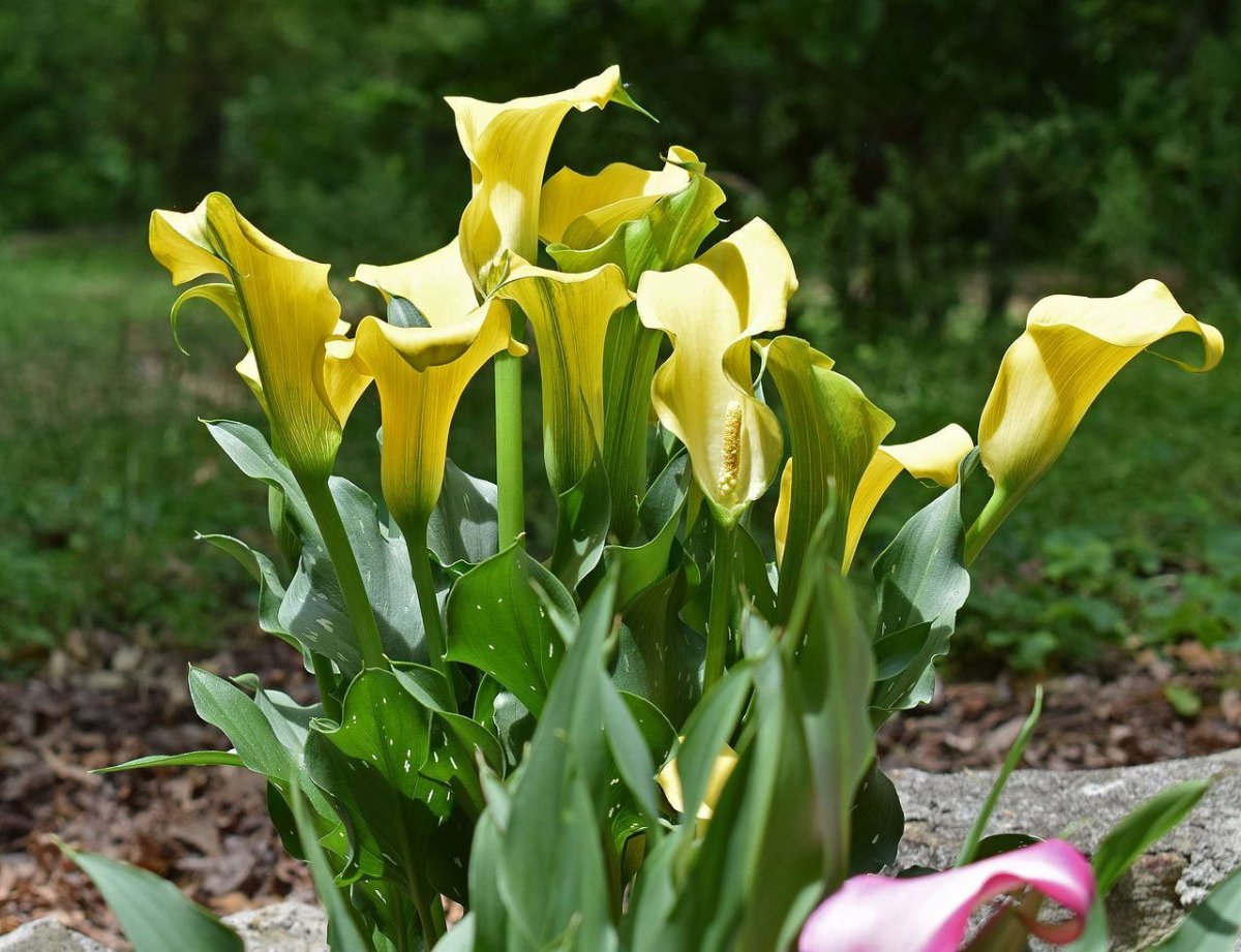 Calla Lily цветок