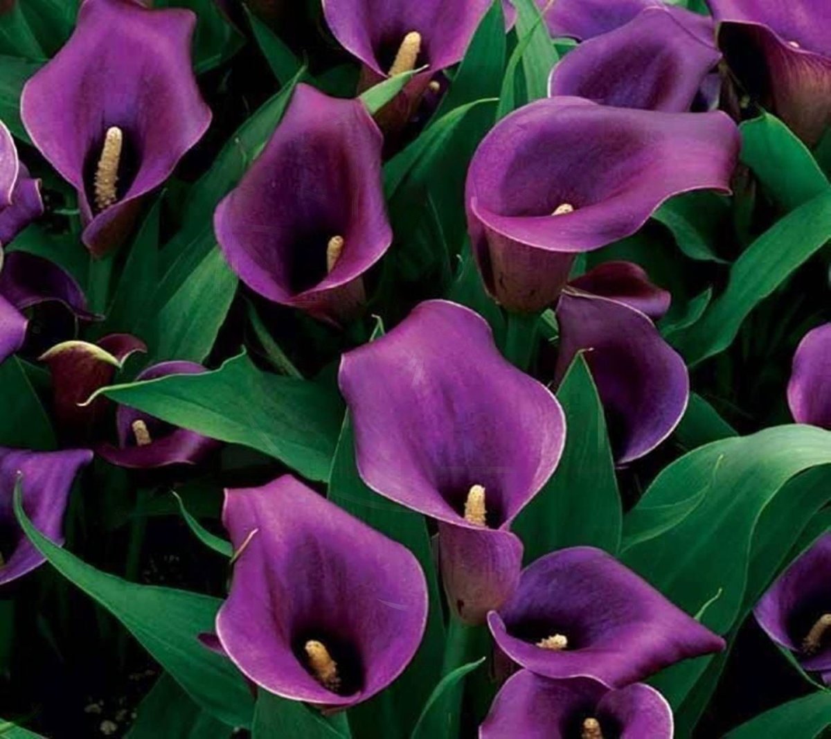 Калла (Zantedeschia) Пако