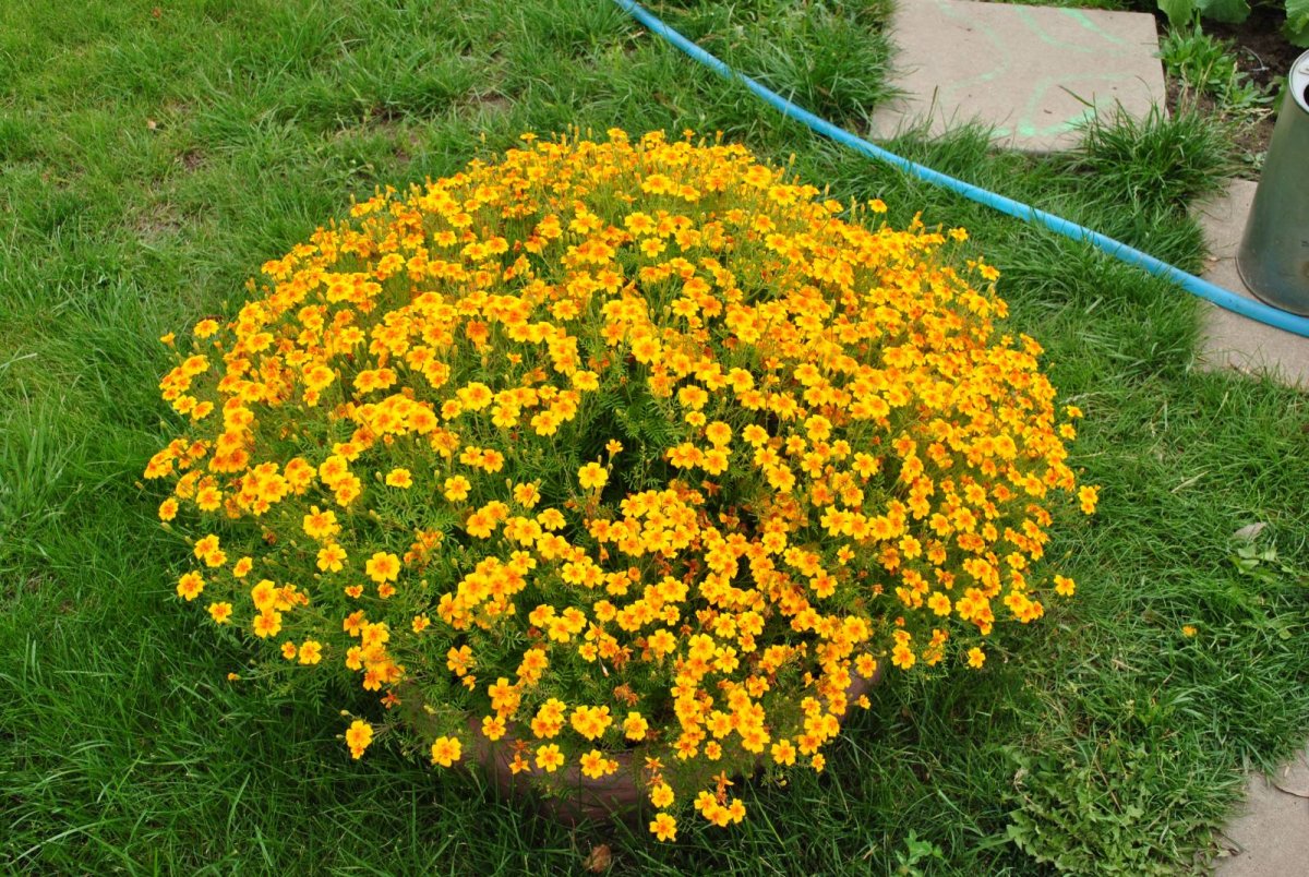 Желтые низкорослые цветы