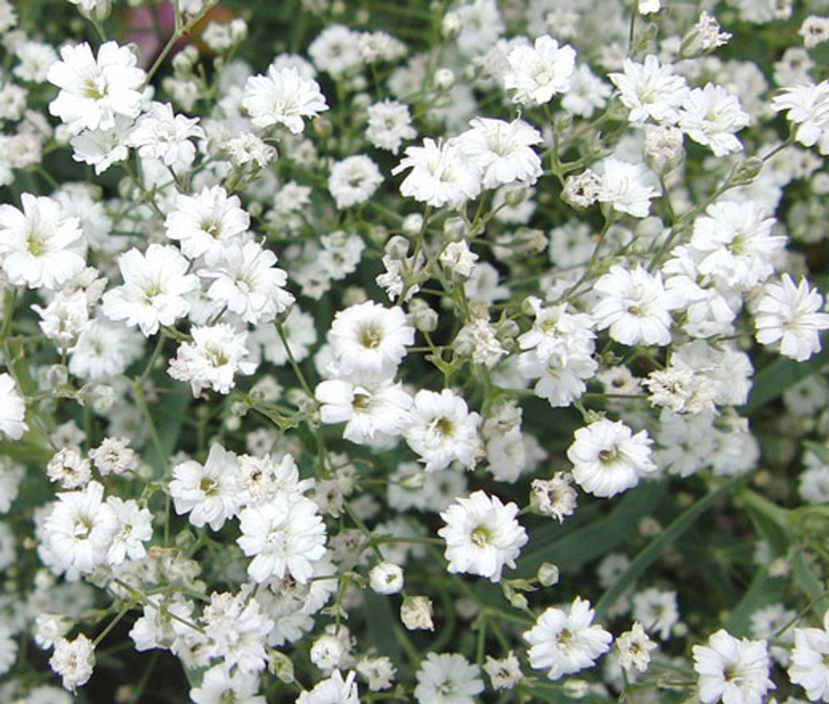 Гипсофила repens Alba