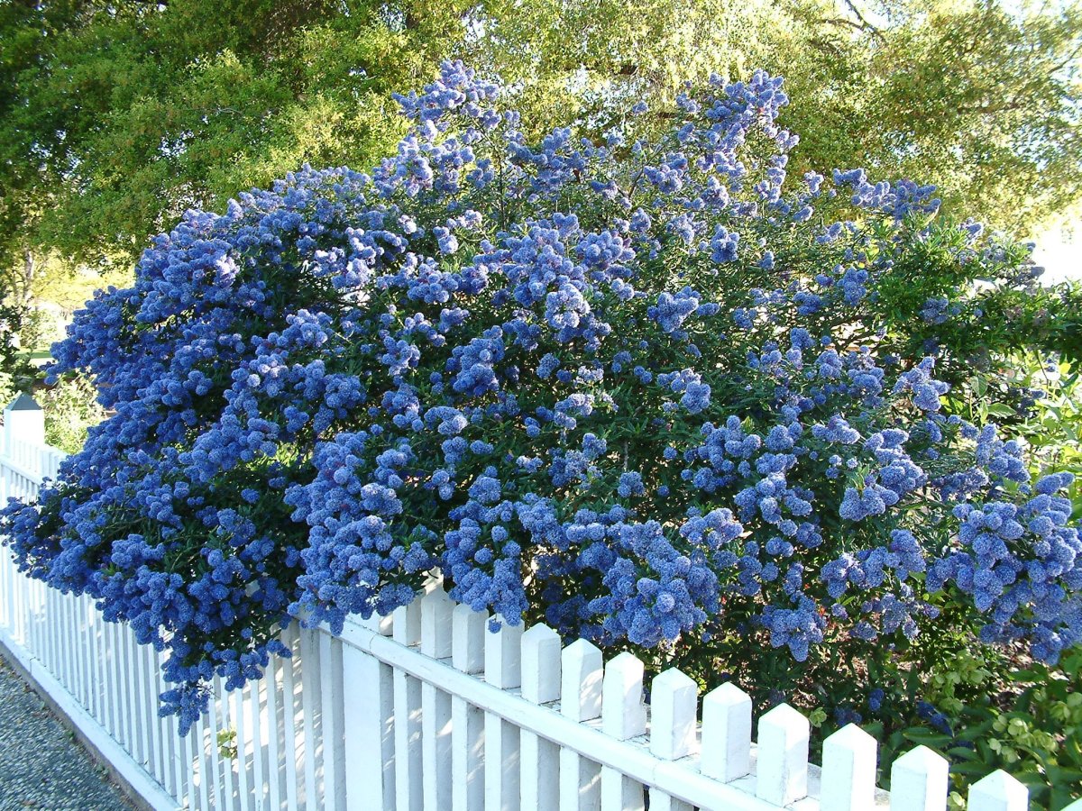 Куст с голубыми цветами