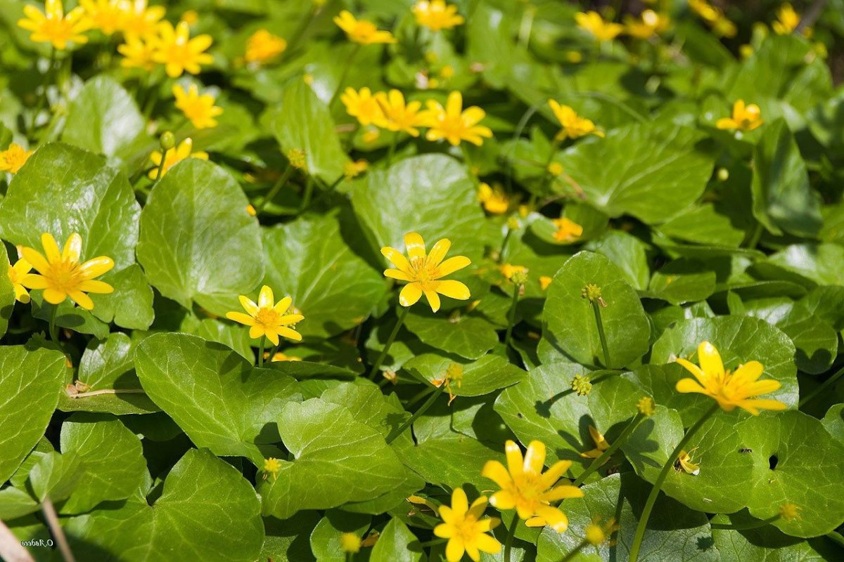Чистяк весенний (Ranunculus ficaria)