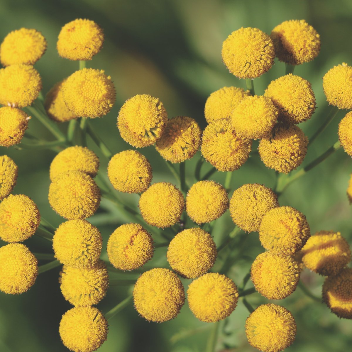 Tanacetum annuum