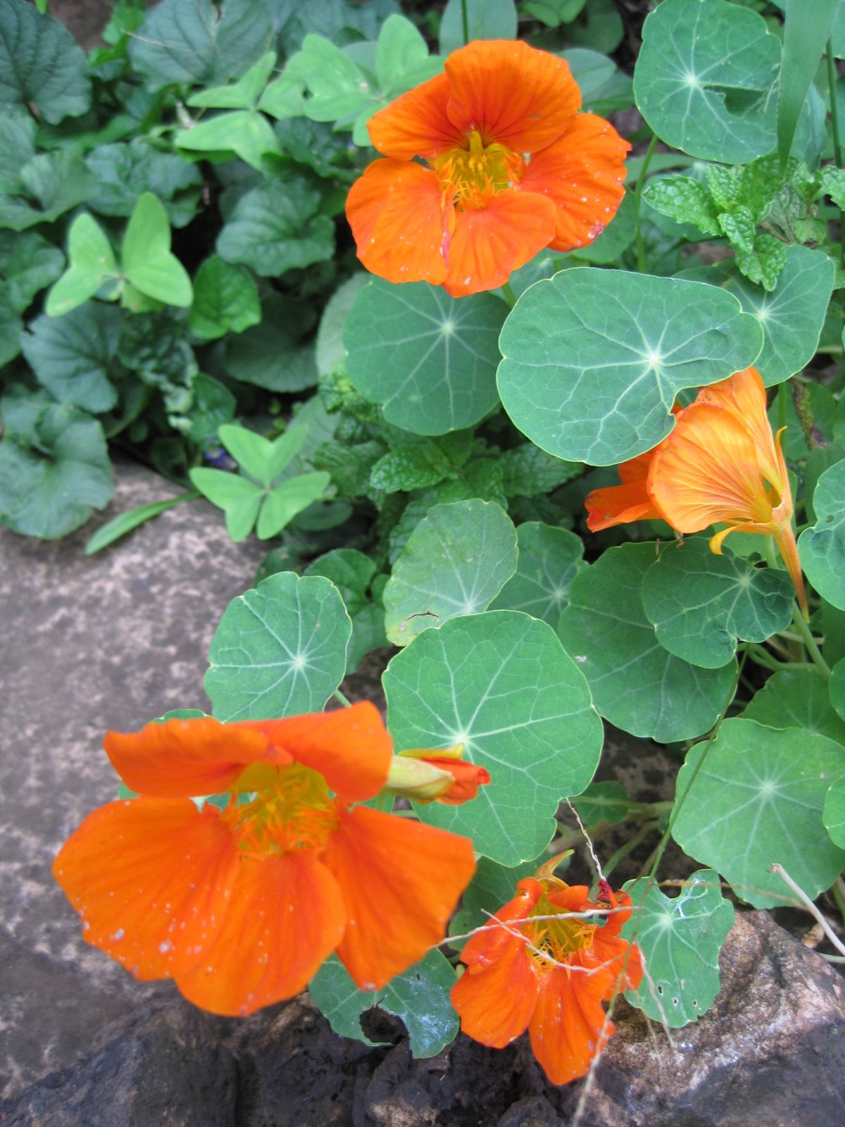 Настурция – Orange Nasturtium