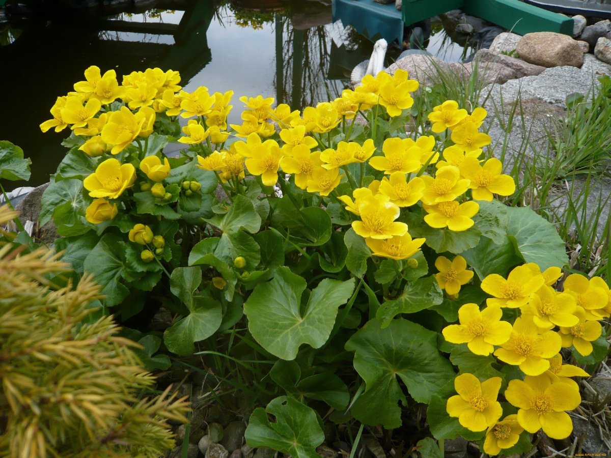 Калужница Болотная Caltha palustris