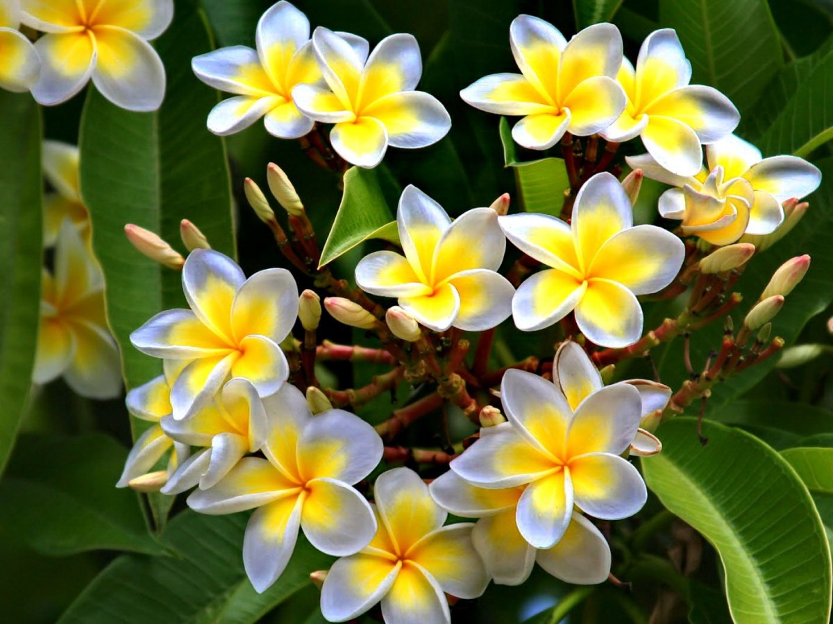 Магнолия Плюмерия