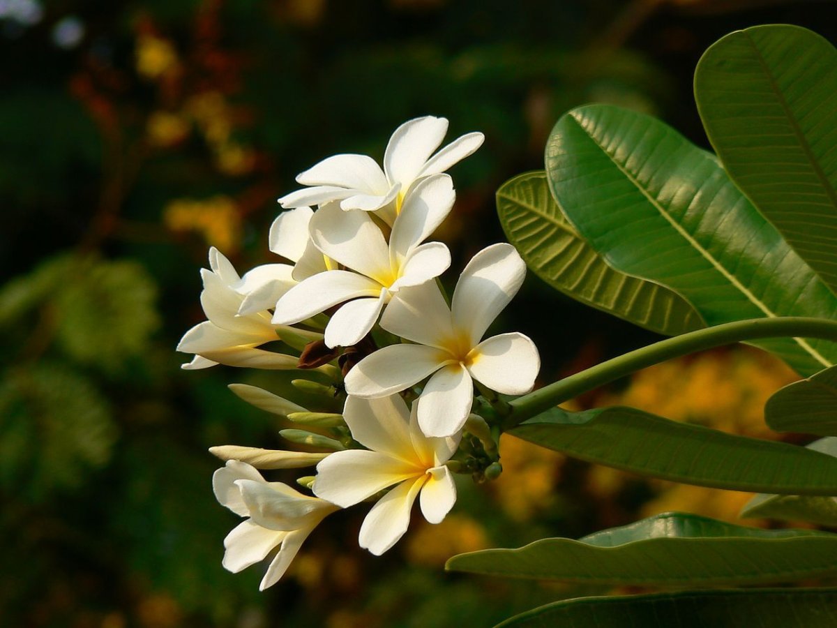 Plumeria obtusa