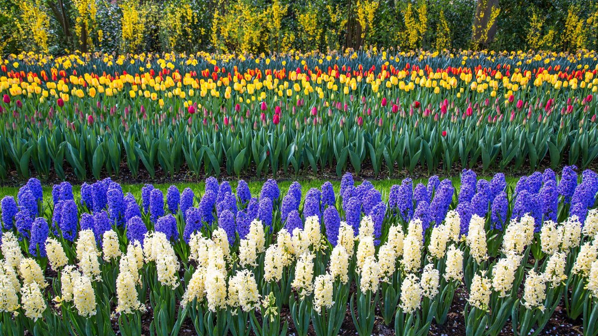 Keukenhof Hyacinthus