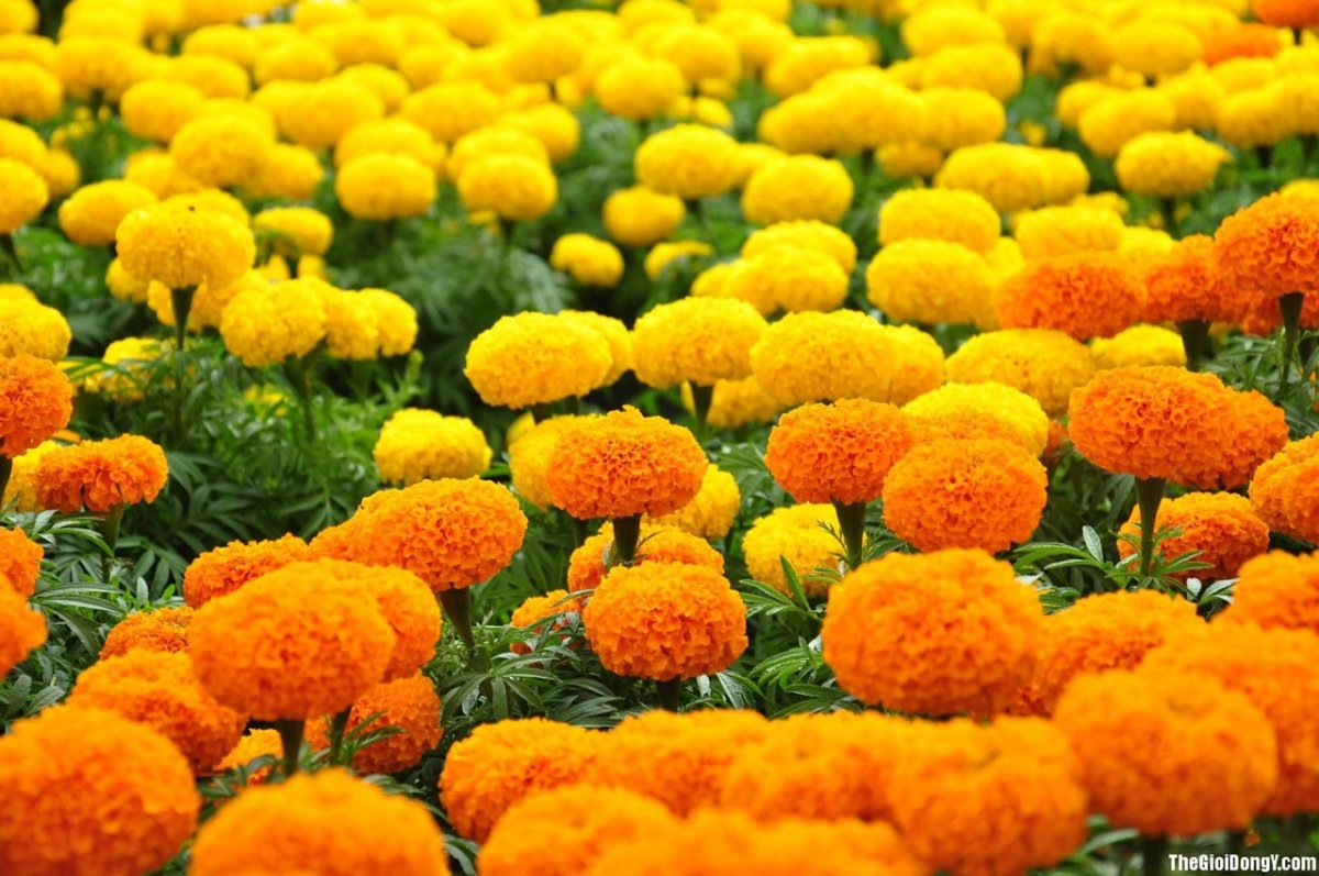 Cúc vạn thọ