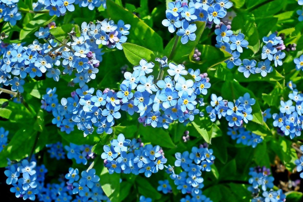 Садовое растение с синими цветами