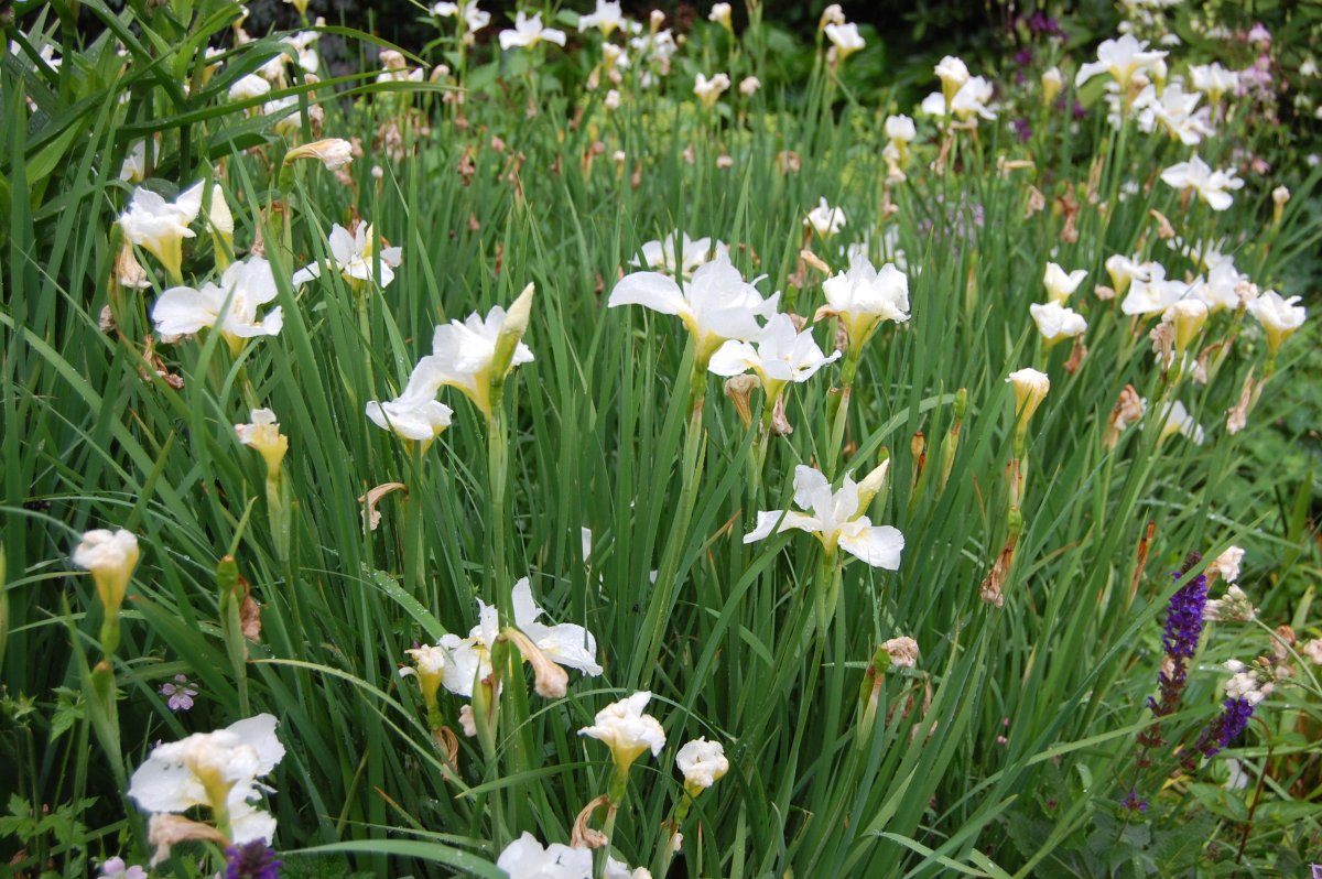 Ирис Сибирский (Iris sibirica белый