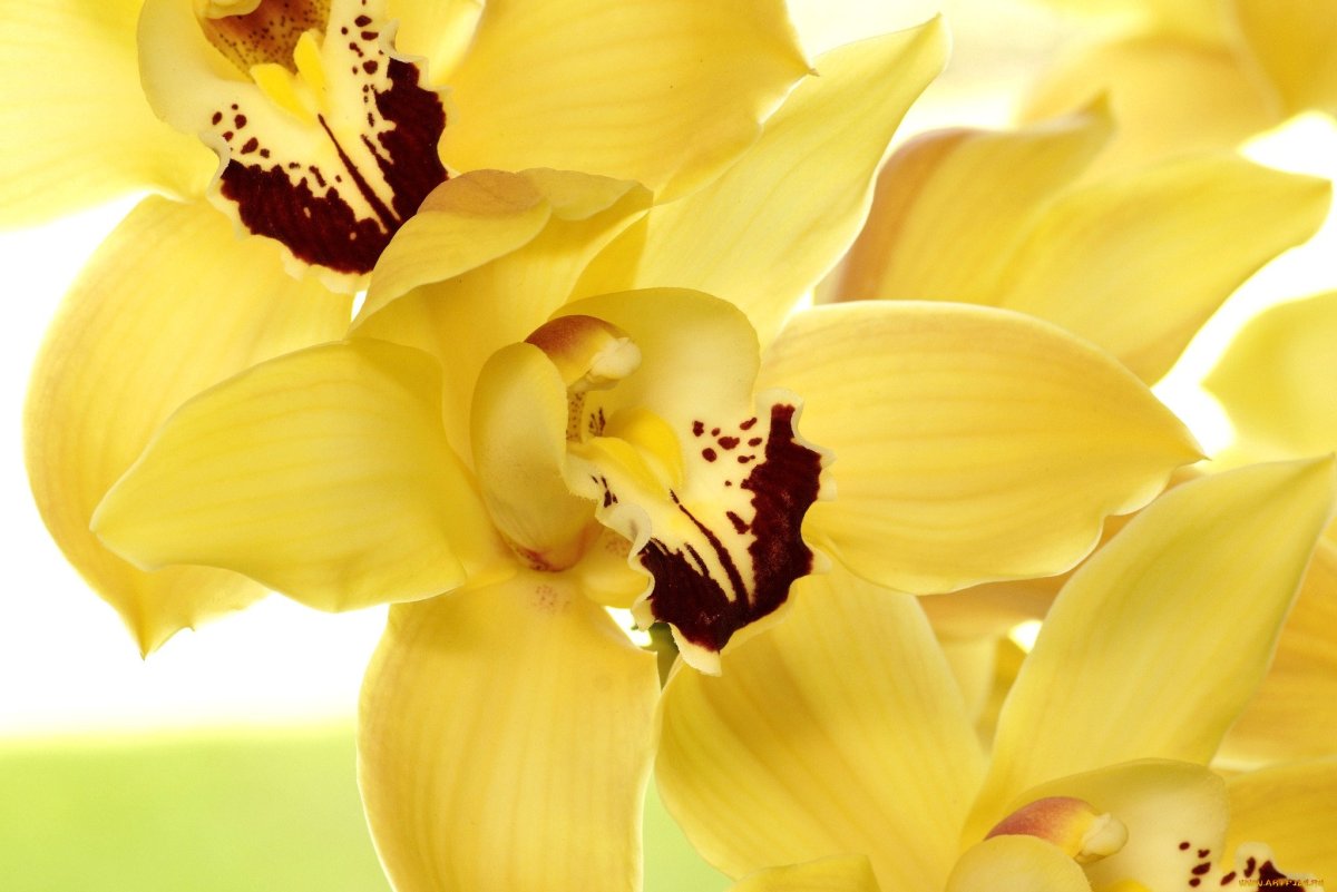Yellow Cup фаленопсис