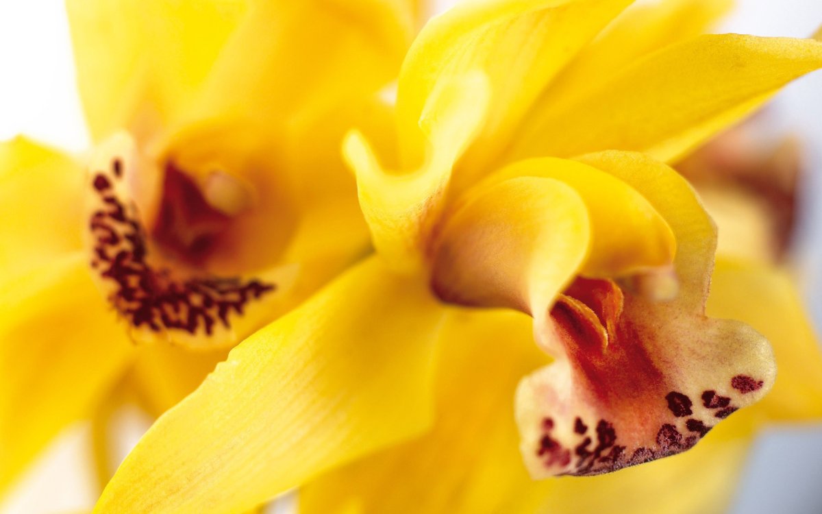 Орхидея с желтыми цветами