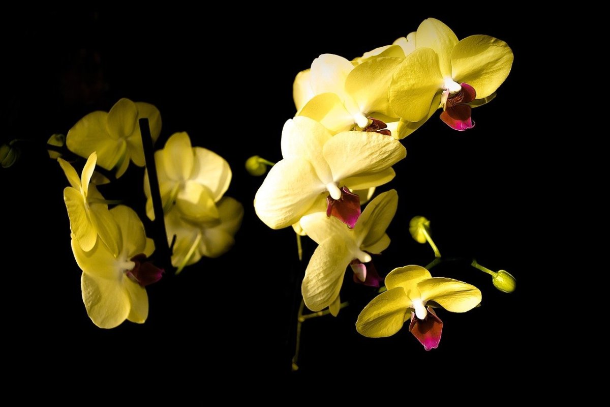 Фаленопсис Yellow Wave
