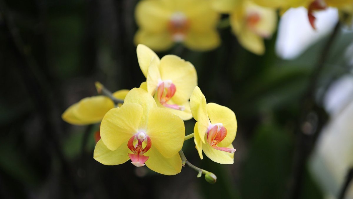Фаленопсис Arletta Yellow