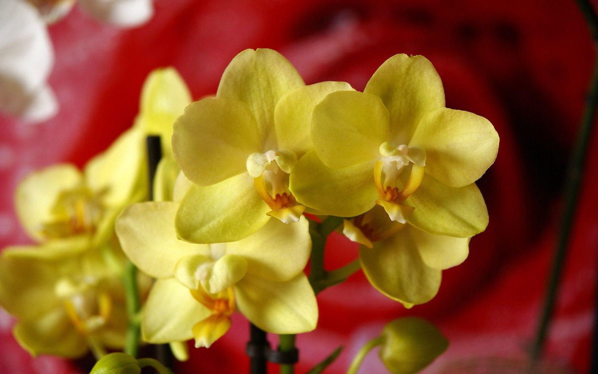 Фаленопсис Arletta Yellow