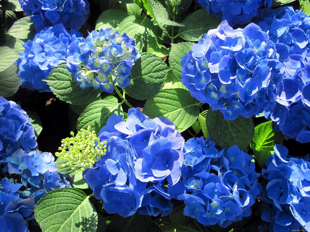 Florentina Blue гортензия