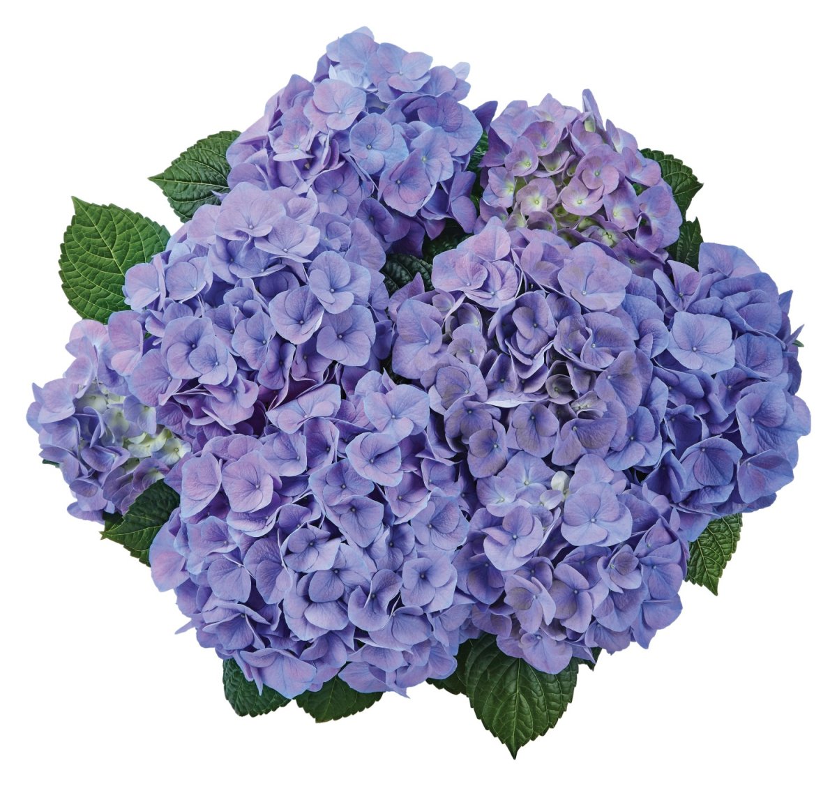Гортензия крупнолистная Sarena Blue