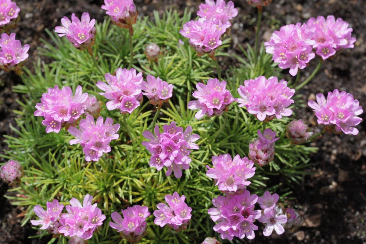 Armeria juniperifolia