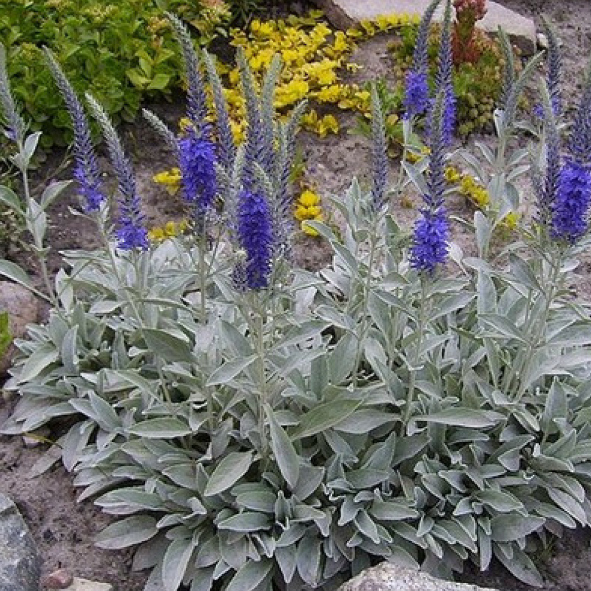Вероника Седая Silberteppich