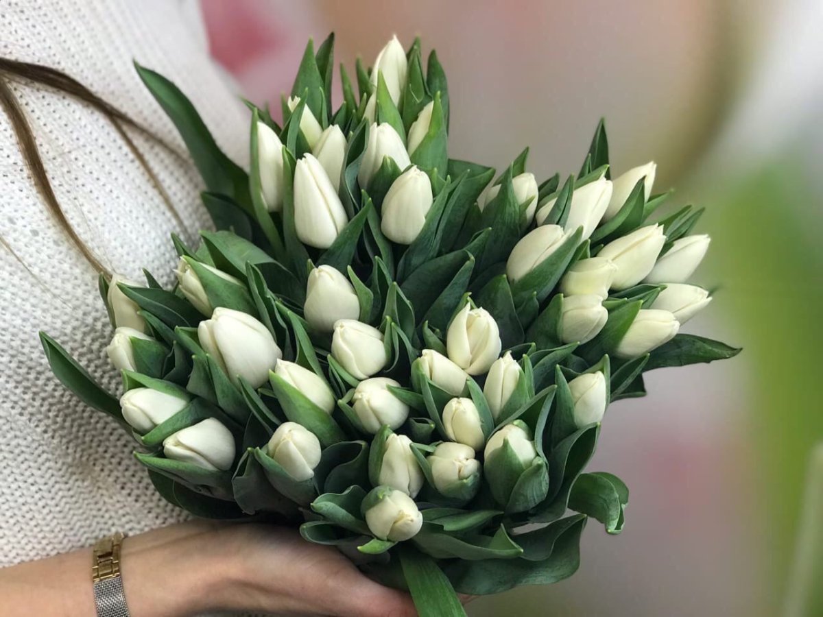 Букет из 15 белых тюльпанов