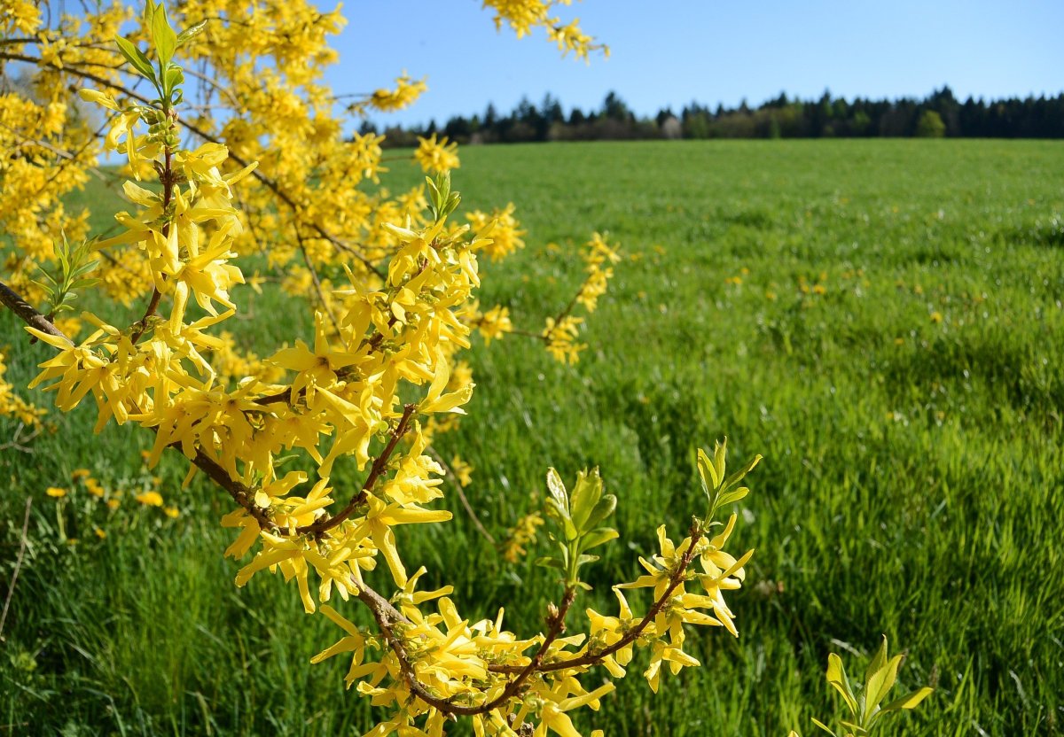 Куст с желтыми цветами весной