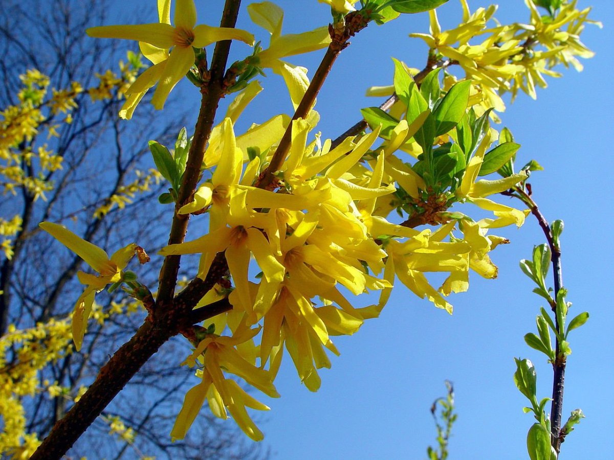 Форзиция европейская — Forsythia europaea