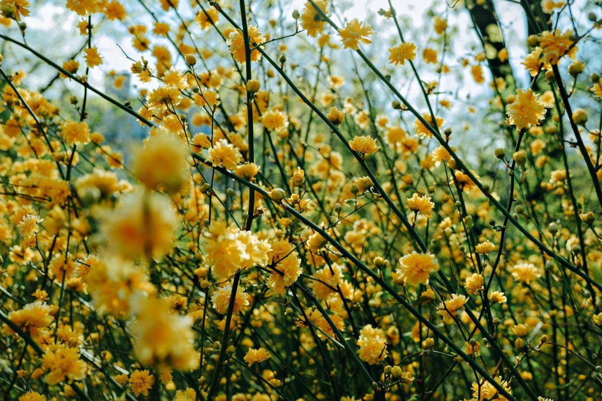 Керия японская махровая Kerria japonica d c Pleniflora