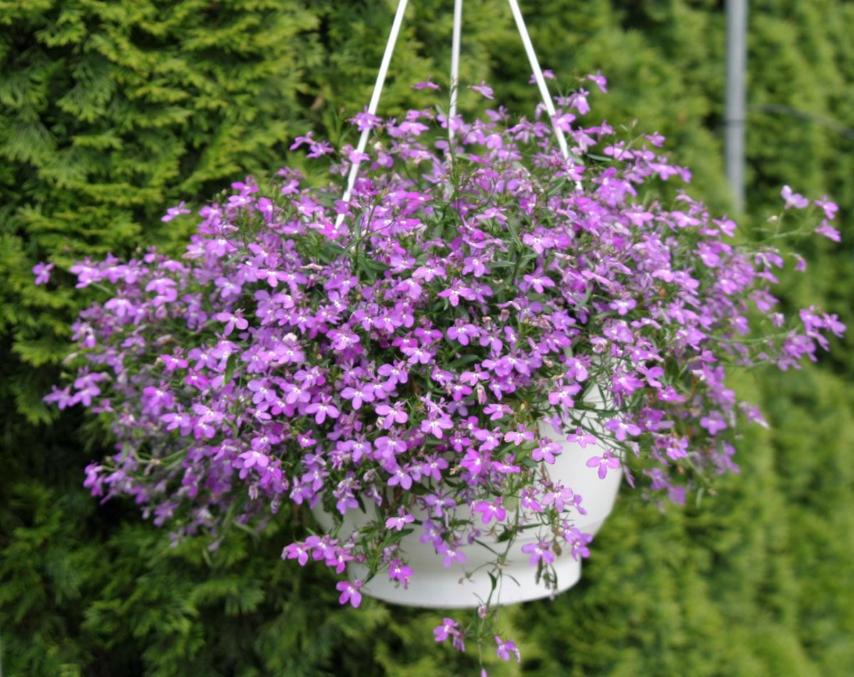 Лобелия маркиза ампельная