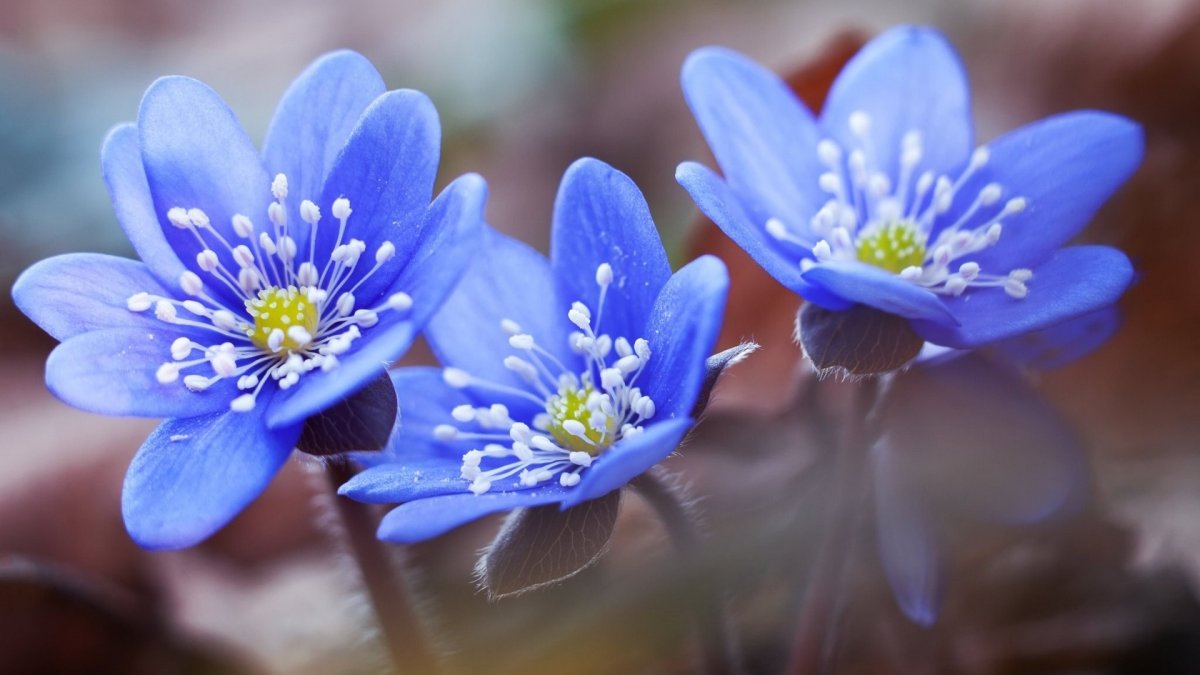 Первые синие весенние цветы