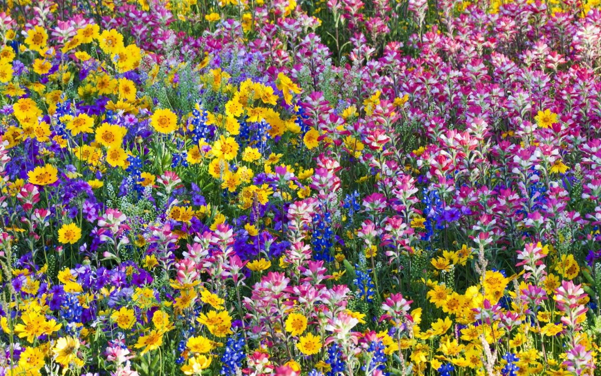 Разноцветные полевые цветы
