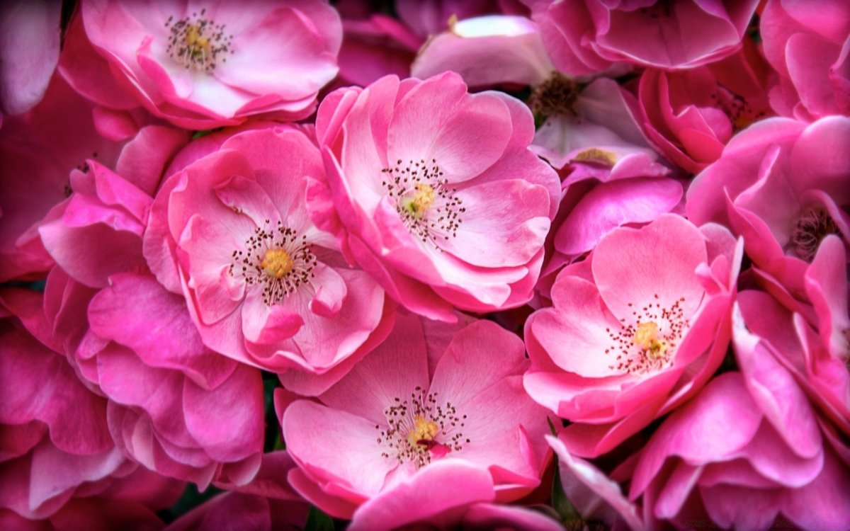 Большие розовые цветы