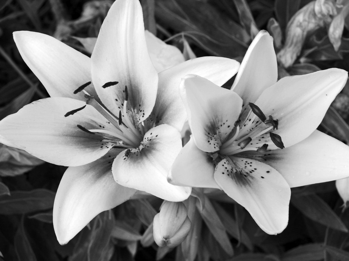 Лилия Lilium Blacklist
