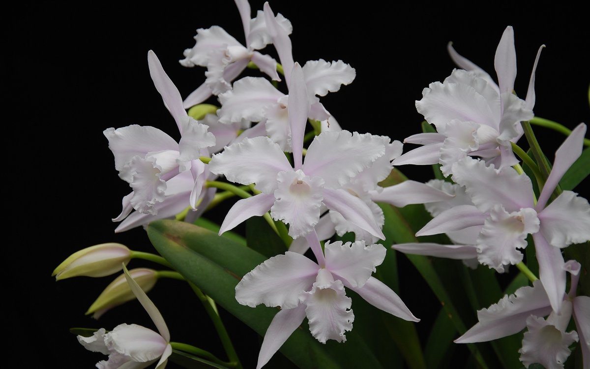 Laelia lobata concolor