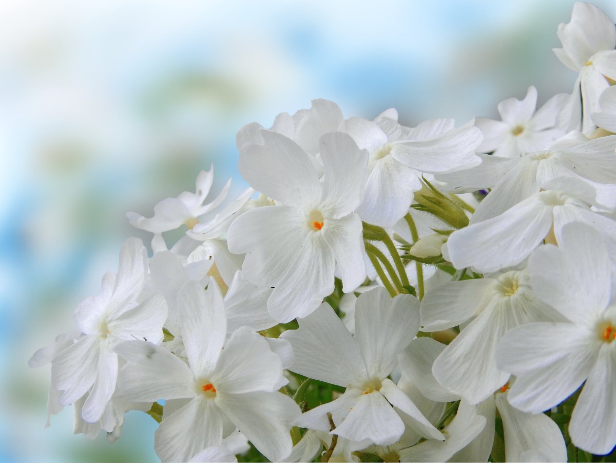 Флокс, цветение, весны цветение