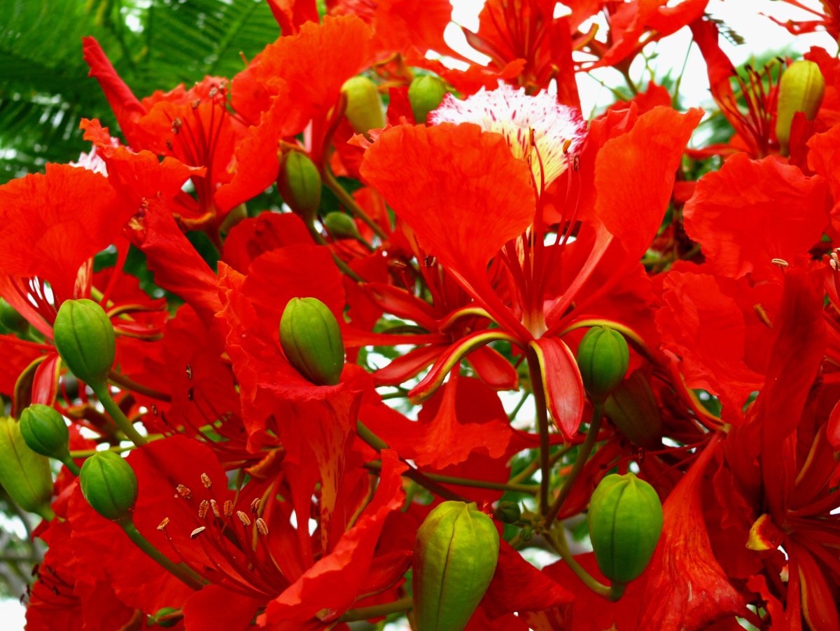 Delonix Regia Seeds