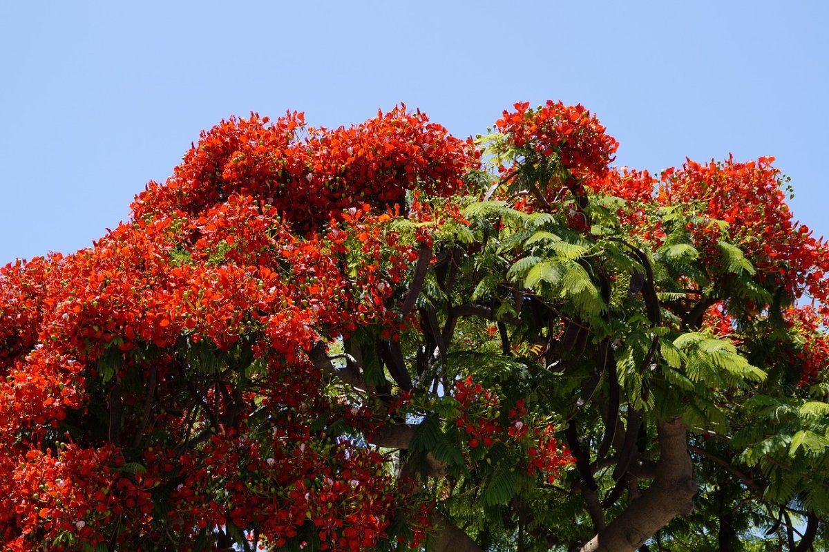 Delonix Regia (Фламбоян, огненное дерево)