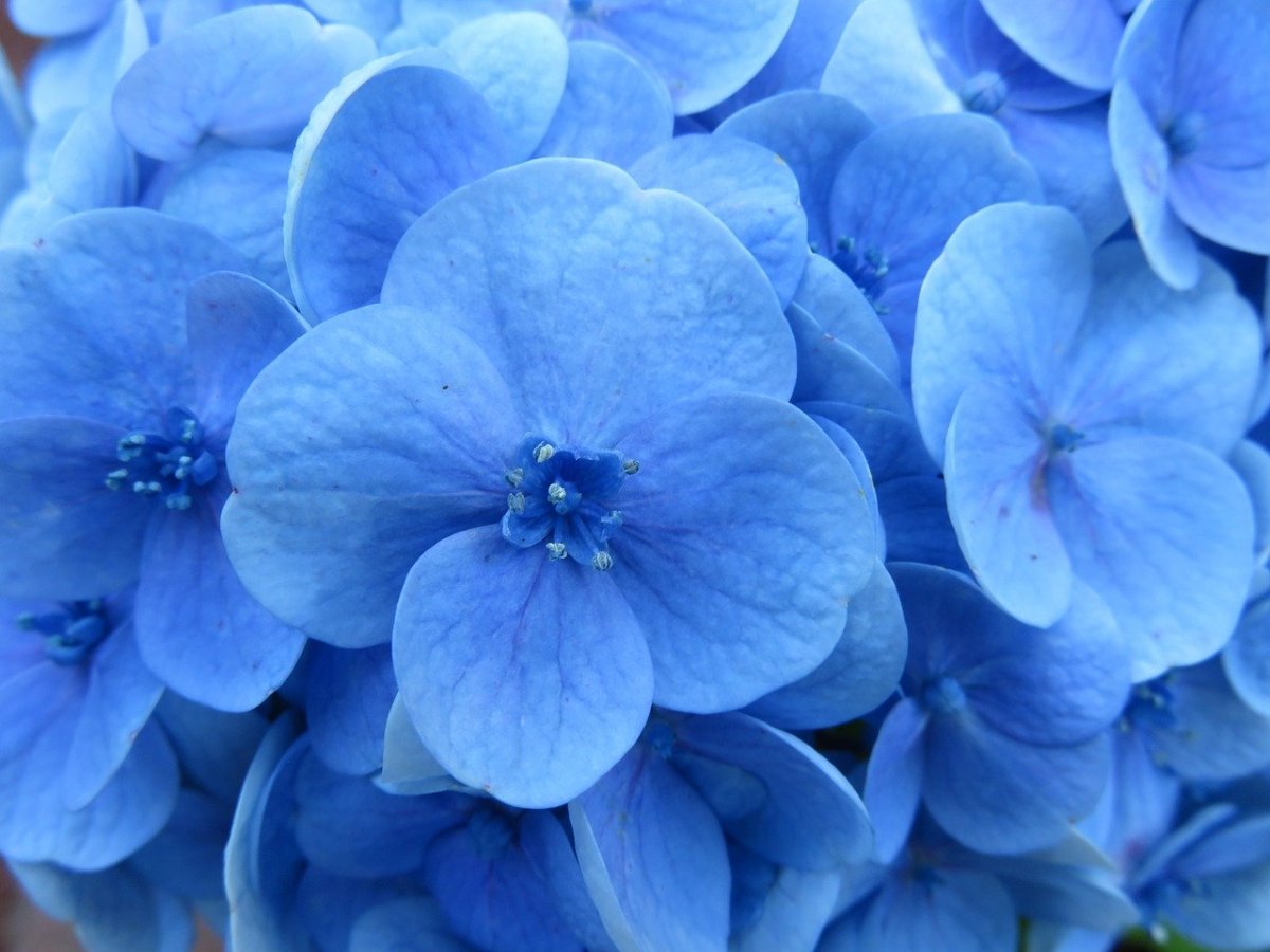 Цветы с голубыми лепестками