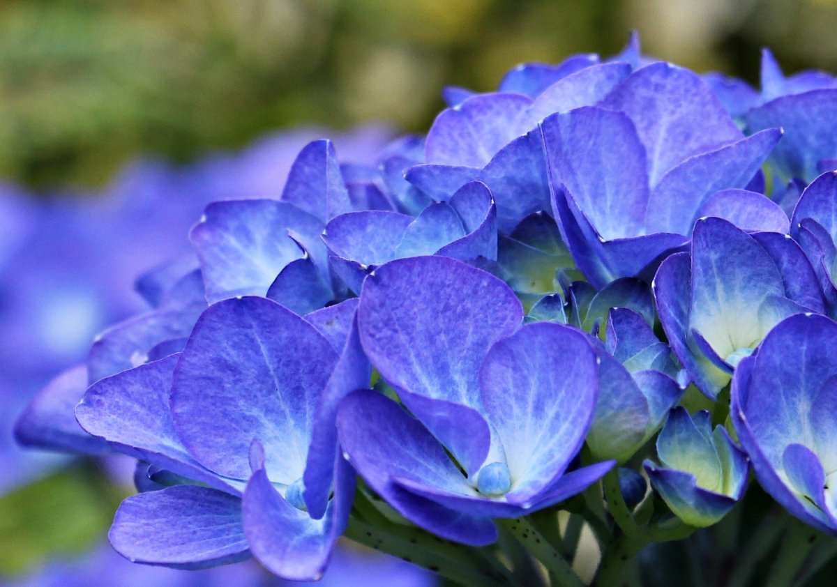 Hydrangea m. 'Samantha'