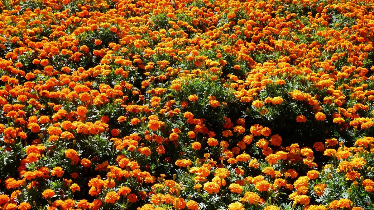 Бархатцы xochi Orange