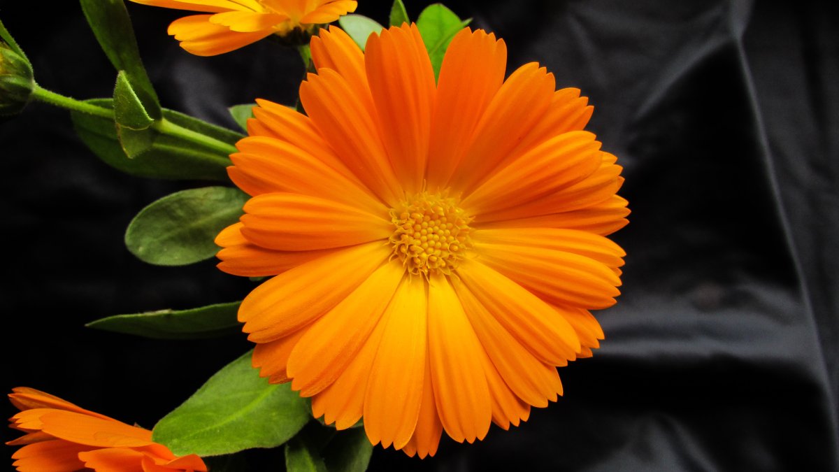Calendula officinalis Flower extract