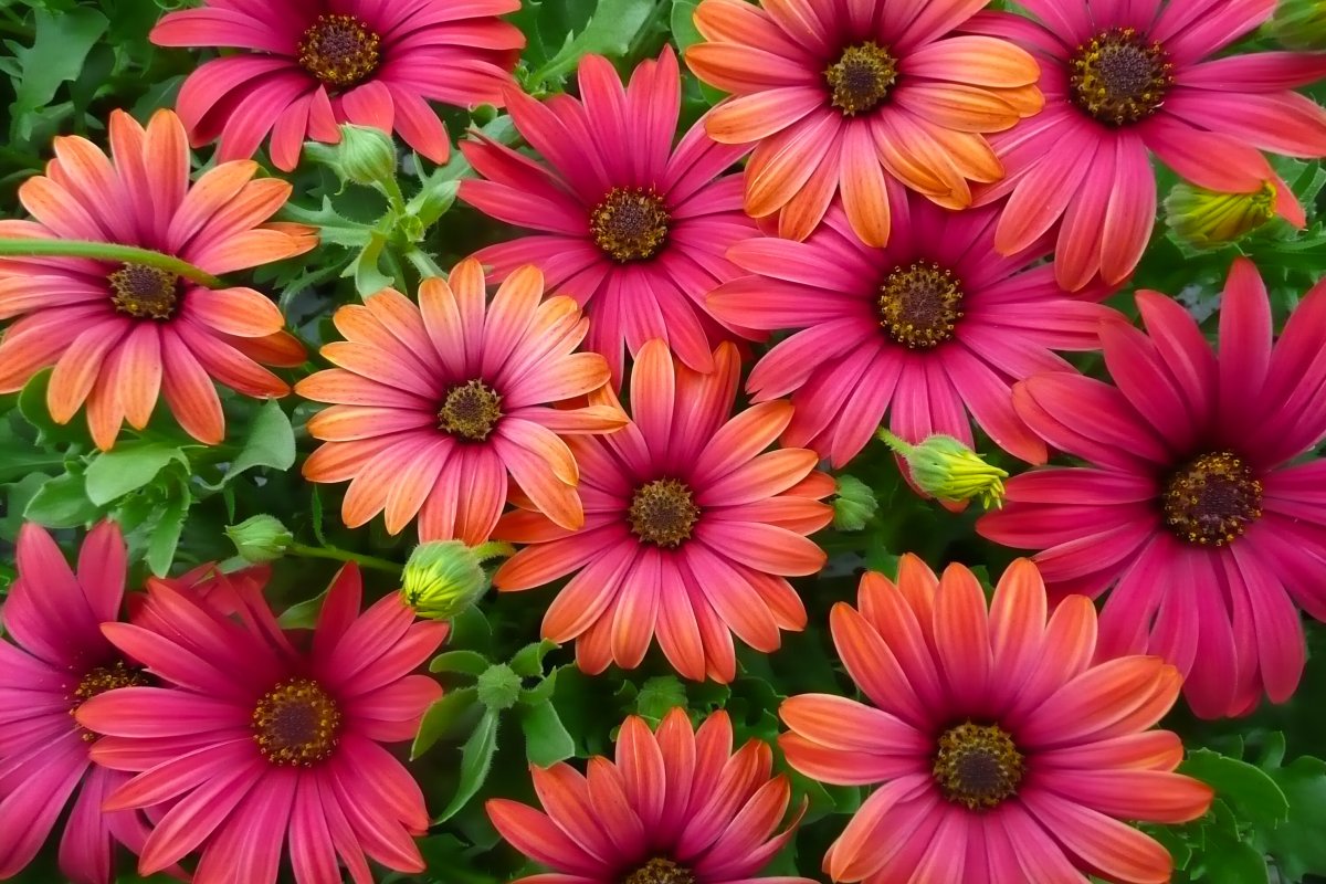 Остеоспермум (Osteospermum)