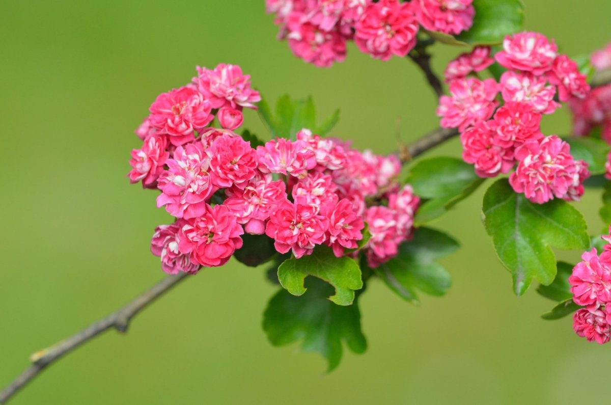 Боярышник однопестичный rosea Plena